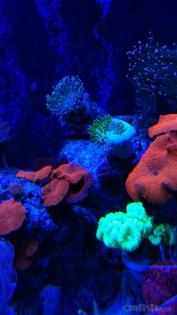 天津地区出珊瑚,可发外地,淘宝发货顺丰运费到