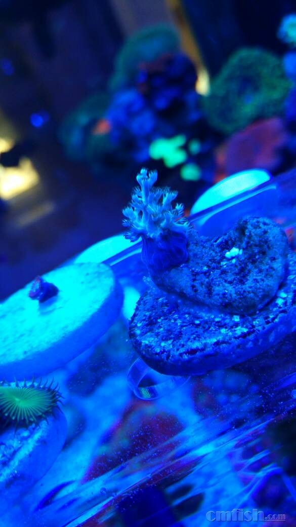 天津地区出珊瑚,可发外地,淘宝发货顺丰运费到