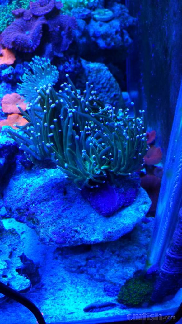 天津地区出珊瑚,可发外地,淘宝发货顺丰运费到