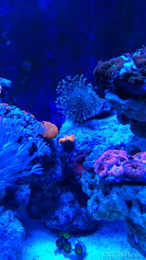 出珊瑚,天津地区,可以发外地发顺丰运费到付!