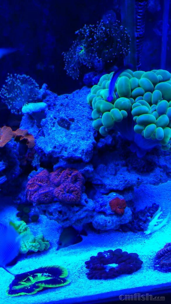 出珊瑚,天津地区,可以发外地发顺丰运费到付!