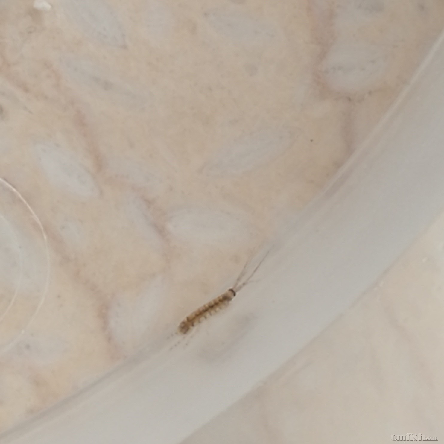 请高手看看这是啥虫子?益虫害虫? - ◆初学者咨