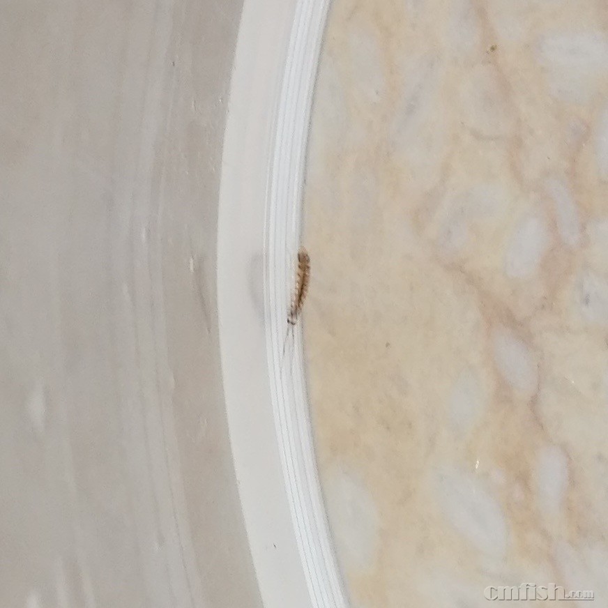 请高手看看这是啥虫子?益虫害虫?