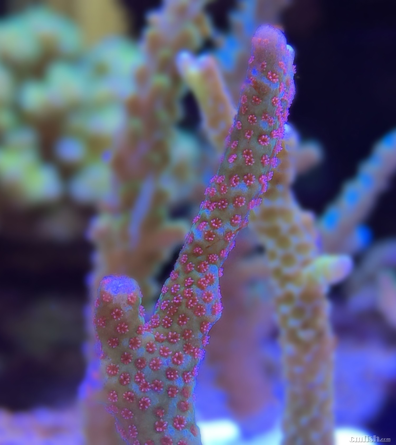 深圳龙岗在出一批小断肢 - 广东地区 - CMF海水