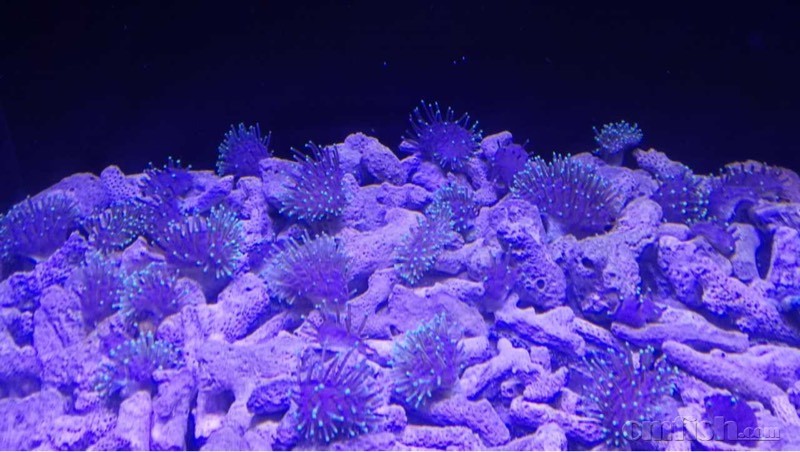 上海出3绿日皮,可顺丰闪送自取 - 上海地区 - C