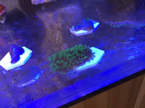 上海出3绿日皮,可顺丰闪送自取