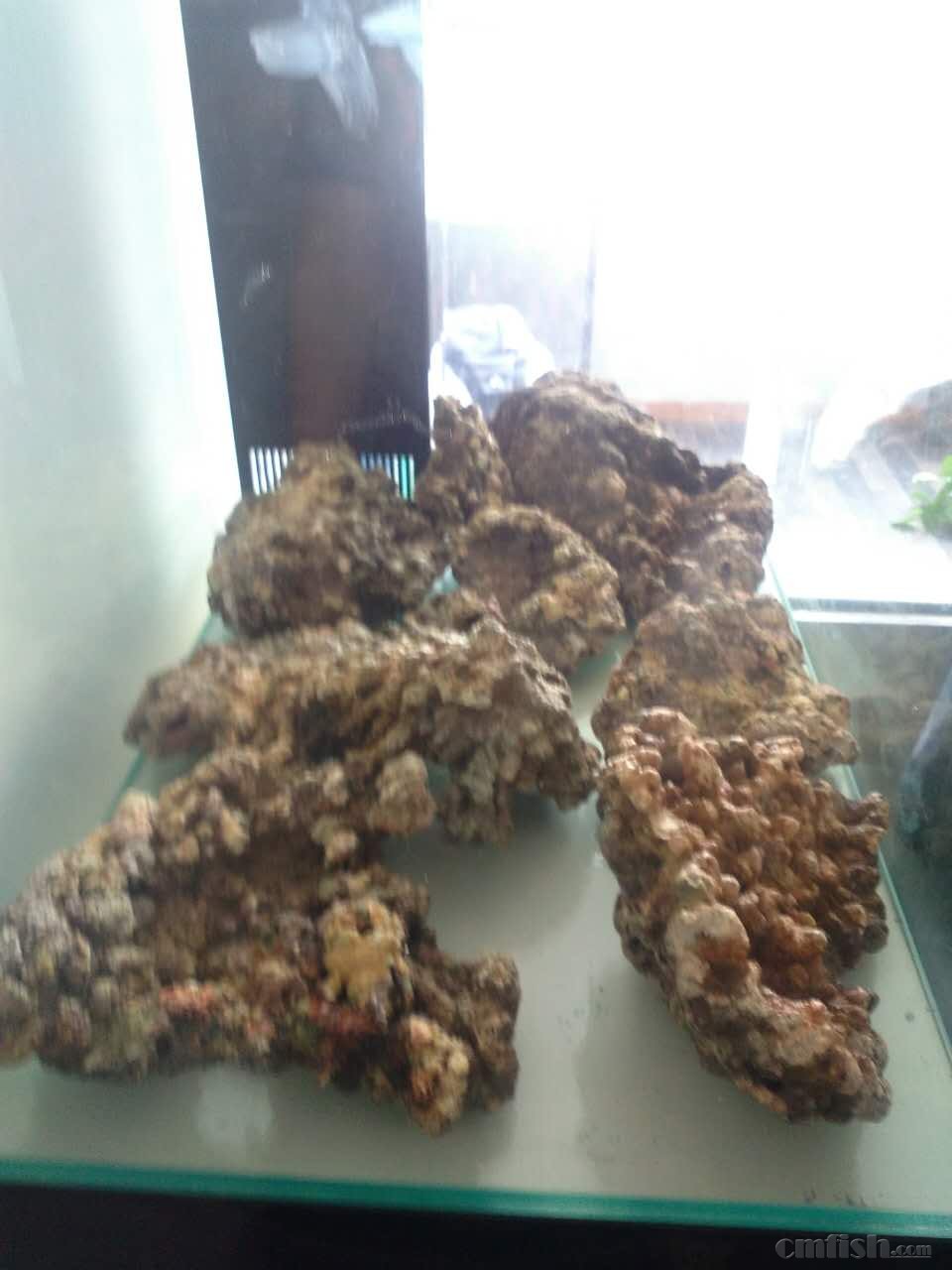 宁淹死,不上岸の新的征程(80缸开缸记录) - 软珊