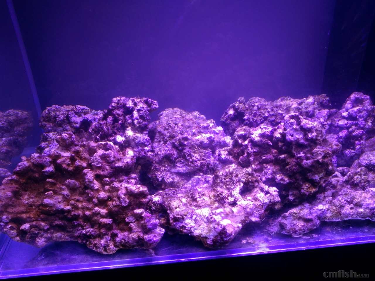 宁淹死,不上岸の新的征程(80缸开缸记录) - 软珊