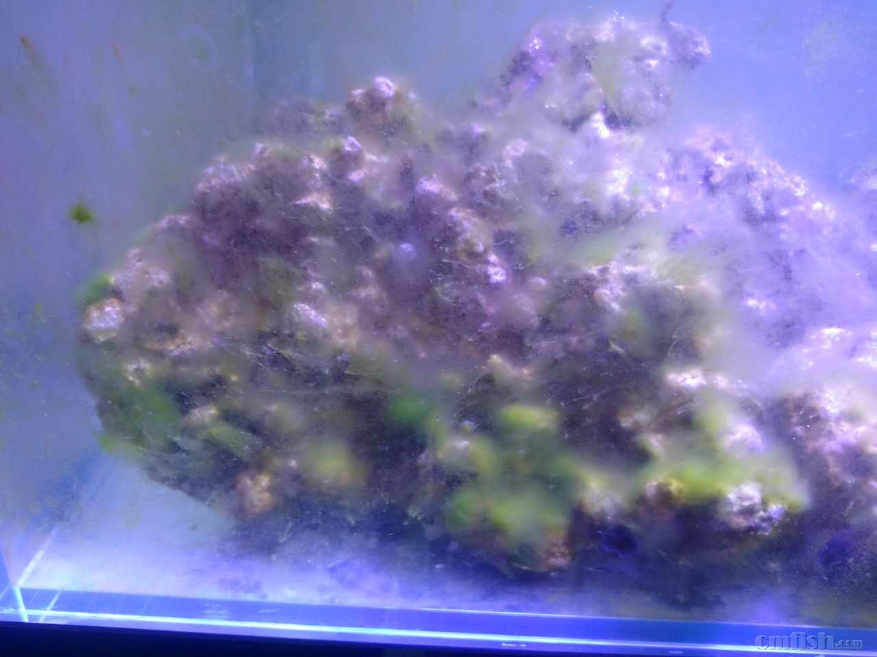 宁淹死,不上岸の新的征程(80缸开缸记录) - 软珊