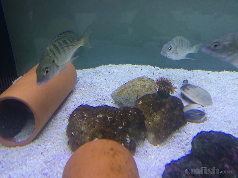 死石上出现好多褐色物质 是不是什么超标了怎