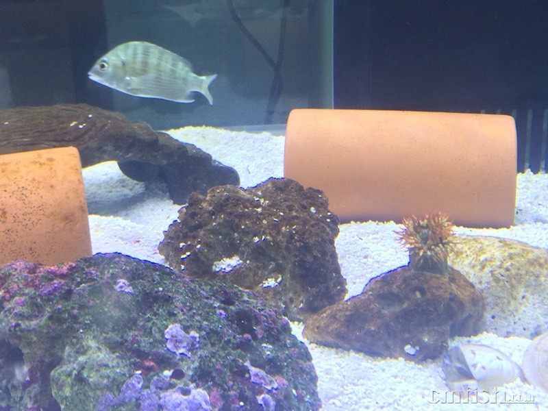 死石上出现好多褐色物质 是不是什么超标了怎