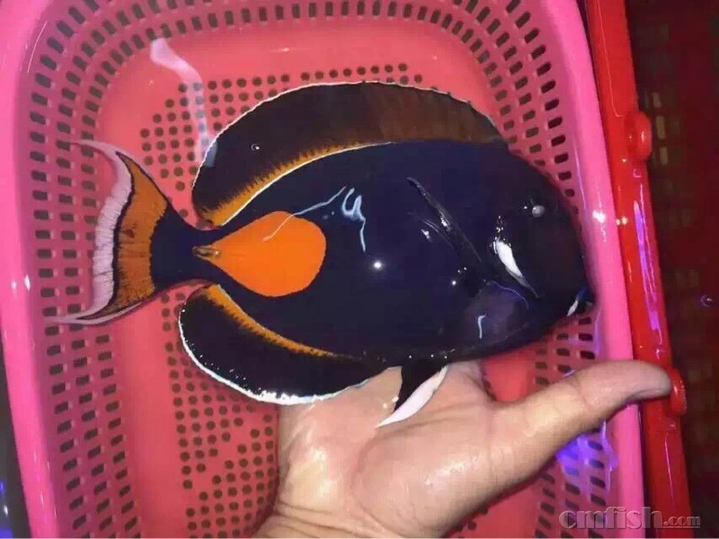 广州尼莫水族 - 海水观赏鱼综合讨论区 - CMF海