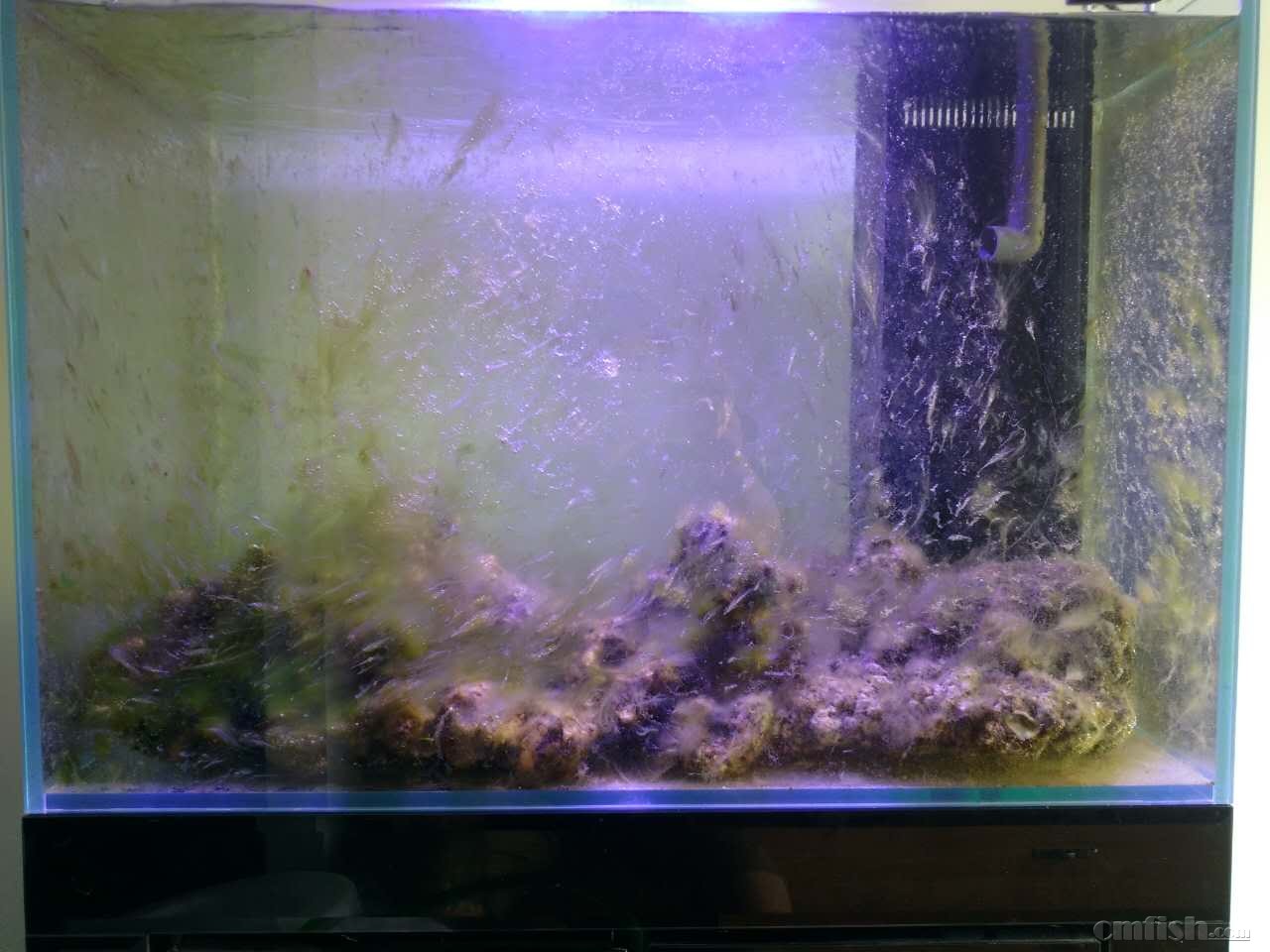 宁淹死,不上岸の新的征程(80缸开缸记录) - 软珊