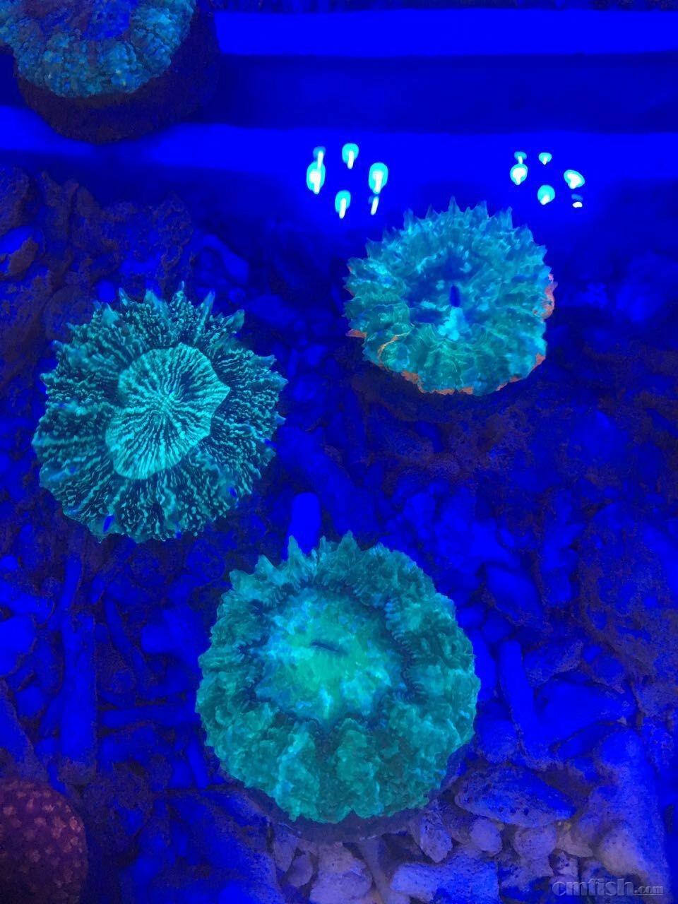 花洛海水族富士 甜甜圈 单包到货 品质好 - 天津