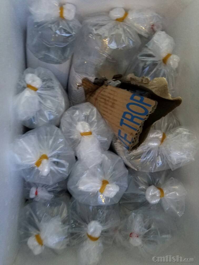 纪念下等待新鱼入缸 - 纯鱼缸(Fish Only Tank) 