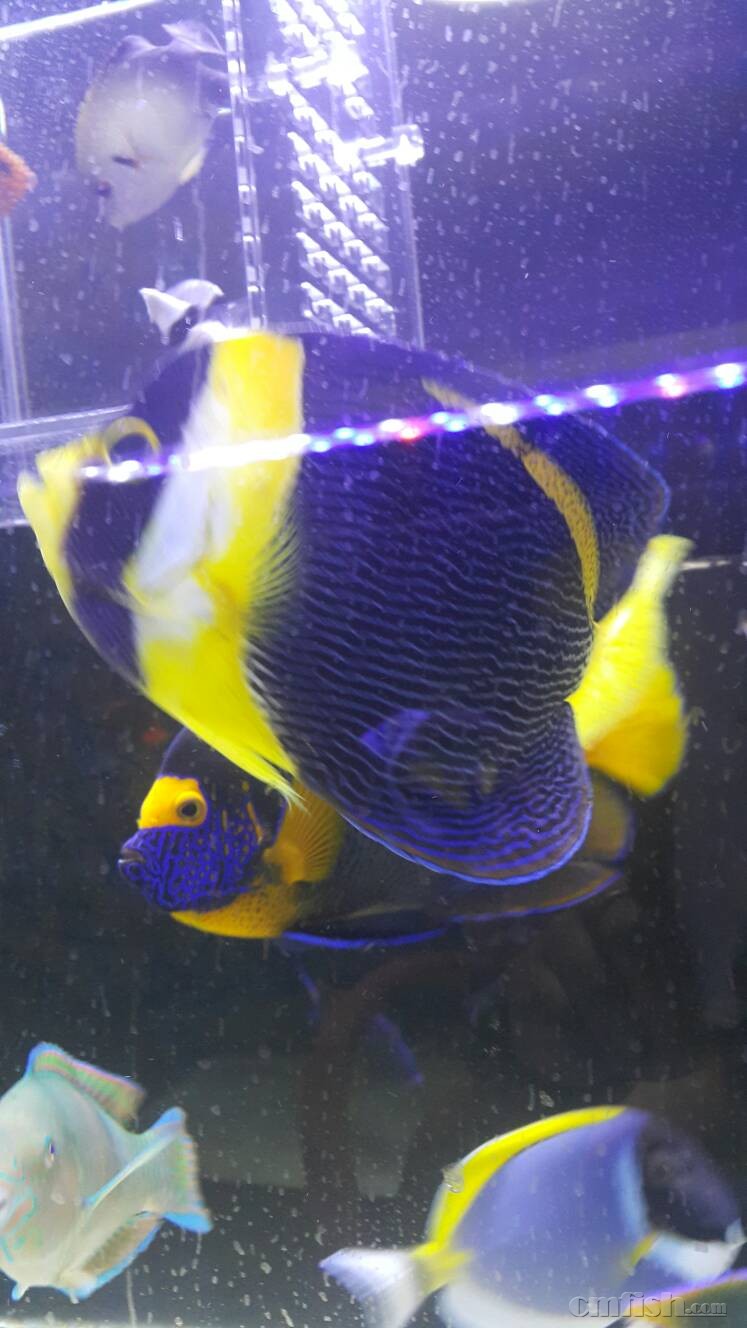 北京同城出25公分澳洲神仙公鱼 - 北京地区 - C