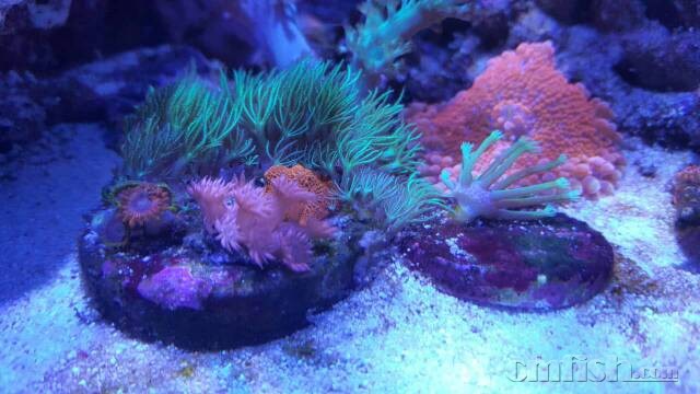 出点珊瑚草皮单包非皮等 - 北京地区 - CMF海水观赏鱼论坛