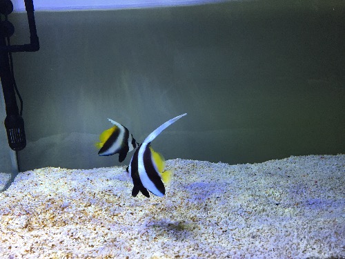 深圳罗湖出老鱼秒颗粒金刀和黑白关刀