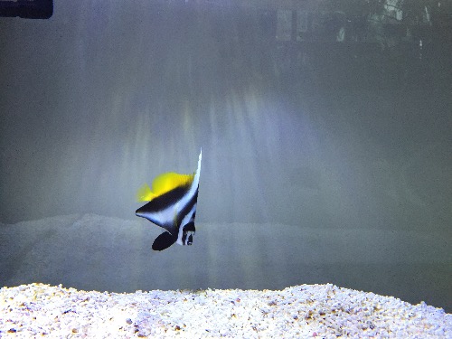 深圳罗湖出老鱼秒颗粒金刀和黑白关刀