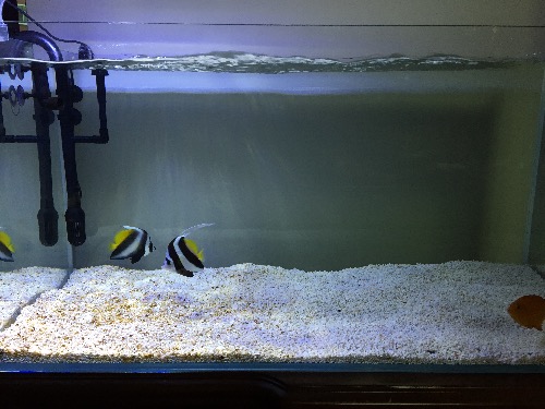 深圳罗湖出老鱼秒颗粒金刀和黑白关刀