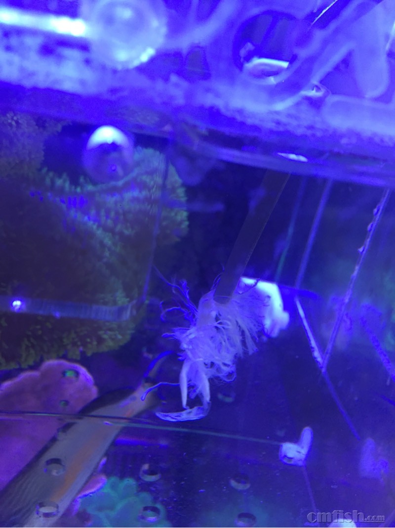 鱼缸里突然出现一个白色絮状物 鱼还抢着吃 -