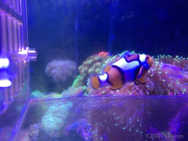 北京出毕加索 - 北京地区 - CMF海水观赏鱼论坛