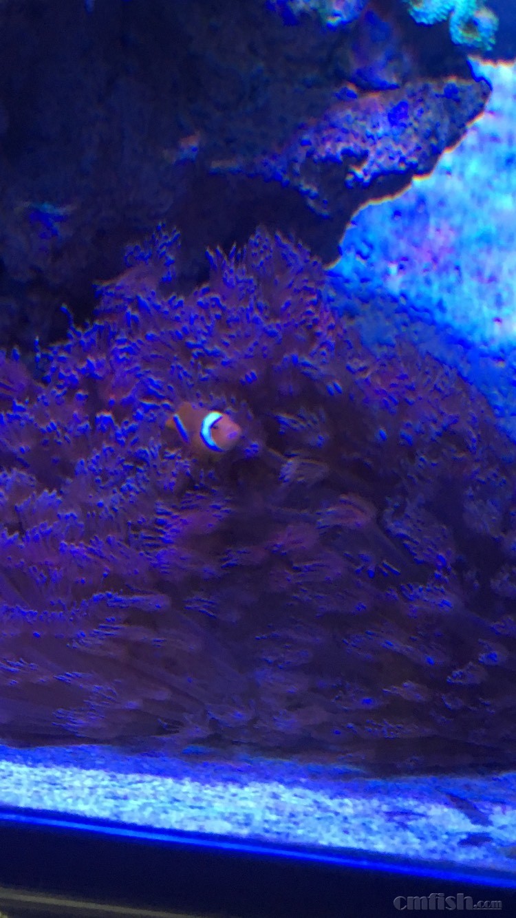 出个足球 - 上海地区 - CMF海水观赏鱼论坛