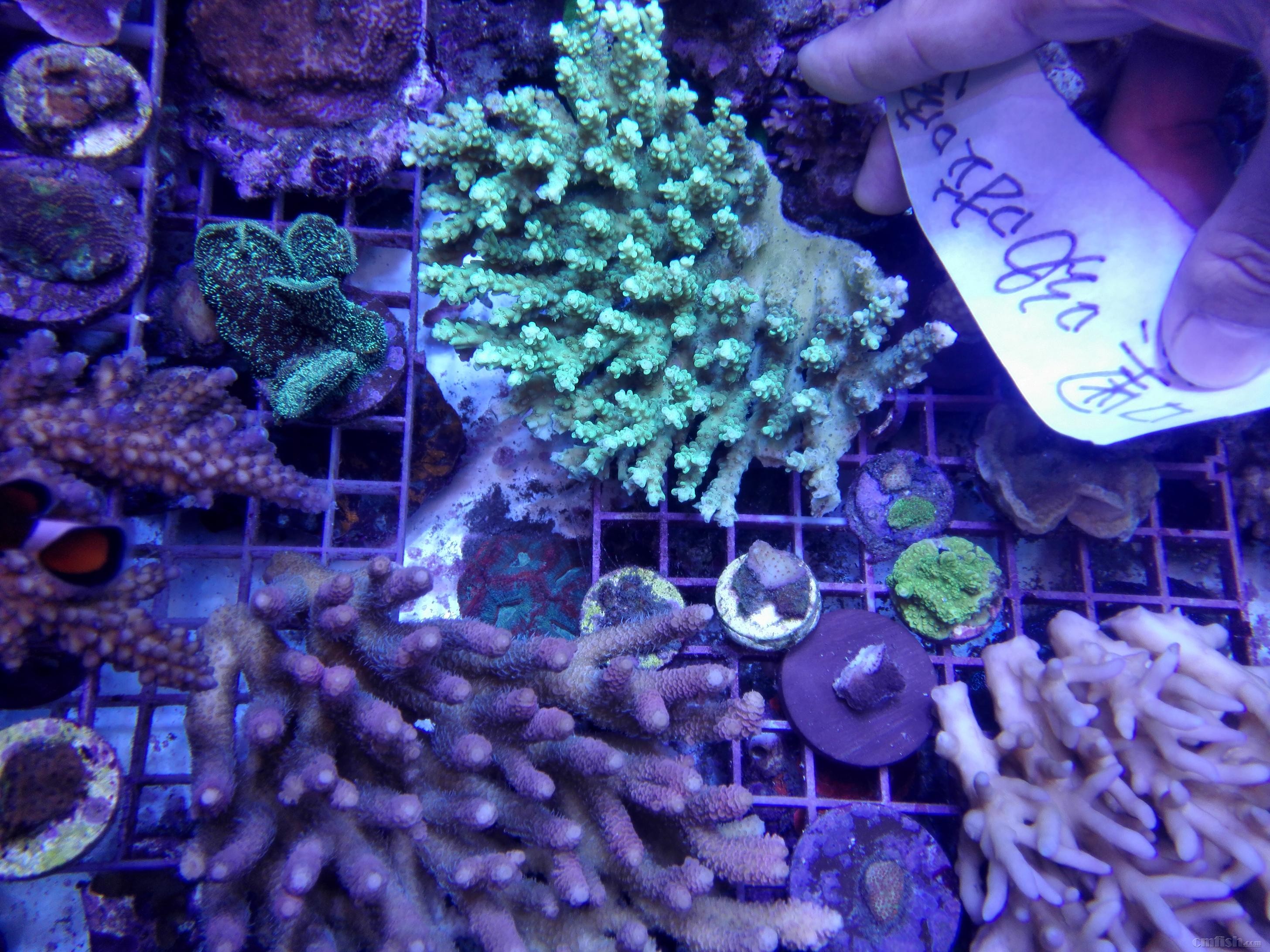 绿单包100元,红单包100元,靓色缸内人工繁殖断