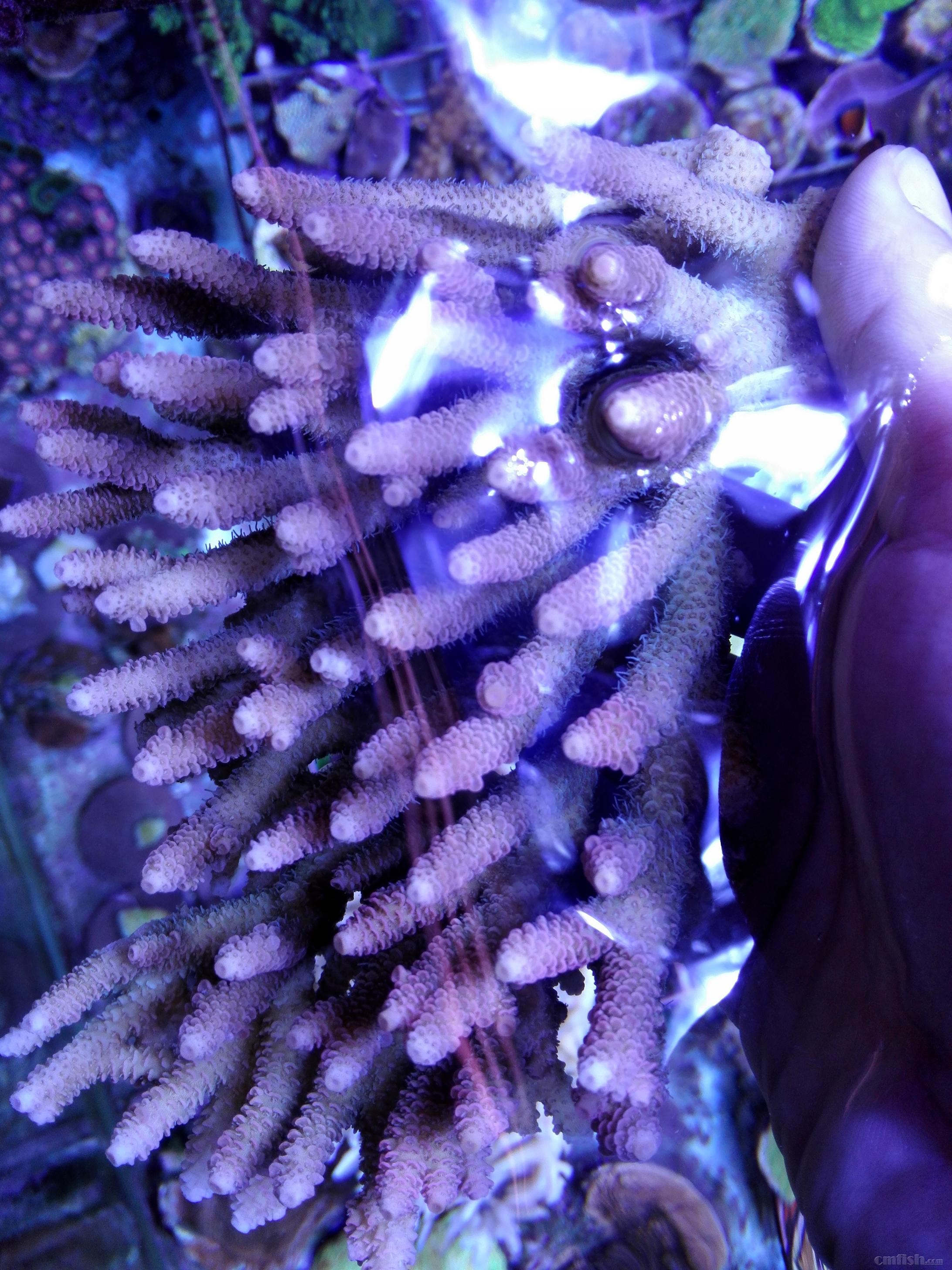 绿单包100元,红单包100元,靓色缸内人工繁殖断