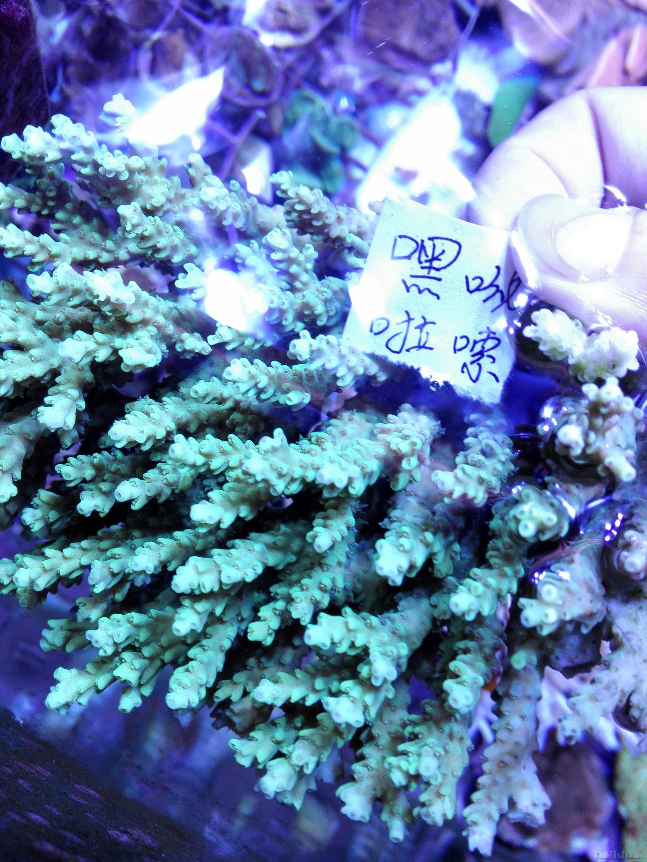 绿单包100元,红单包100元,靓色缸内人工繁殖断