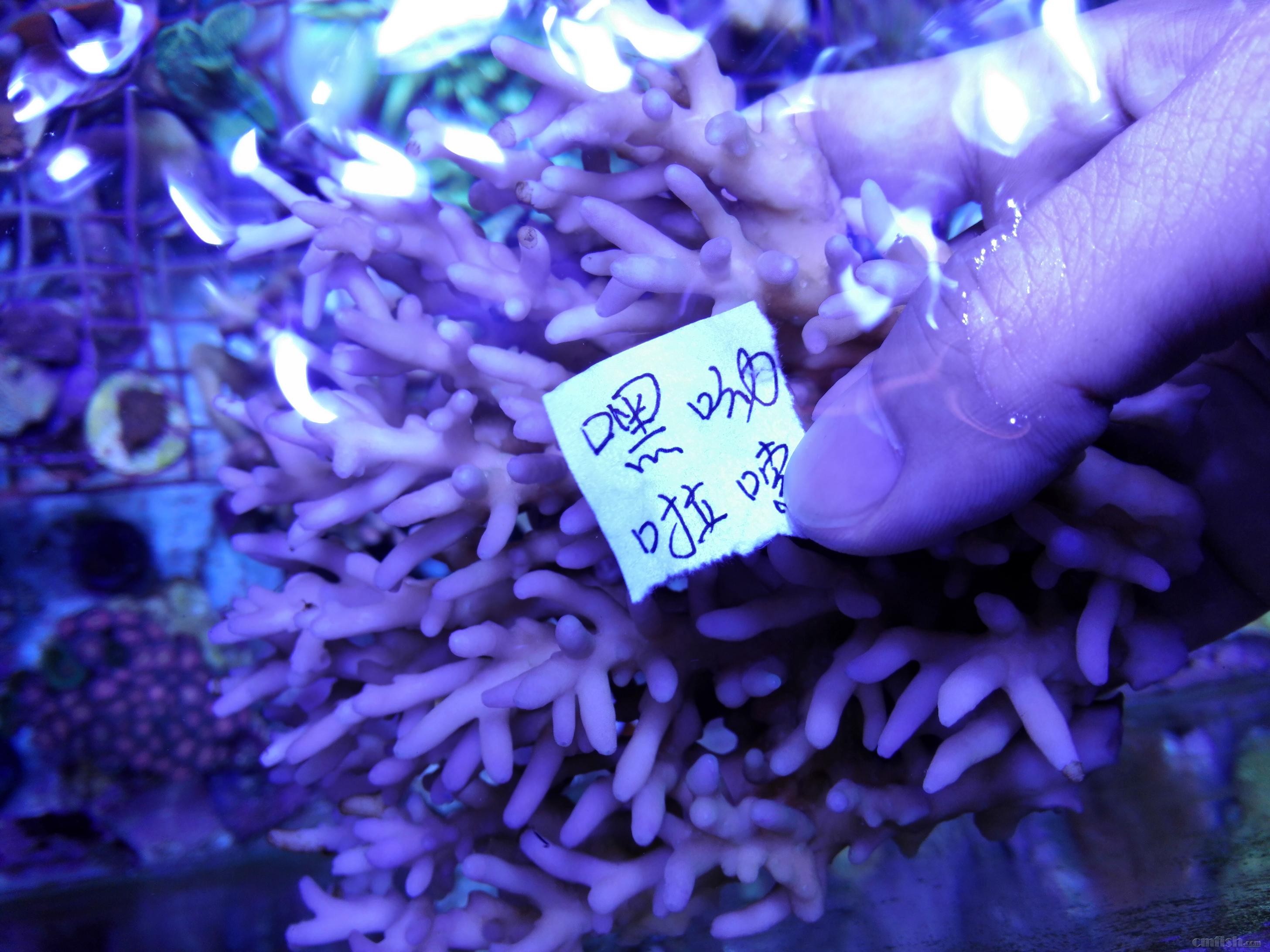 绿单包100元,红单包100元,靓色缸内人工繁殖断