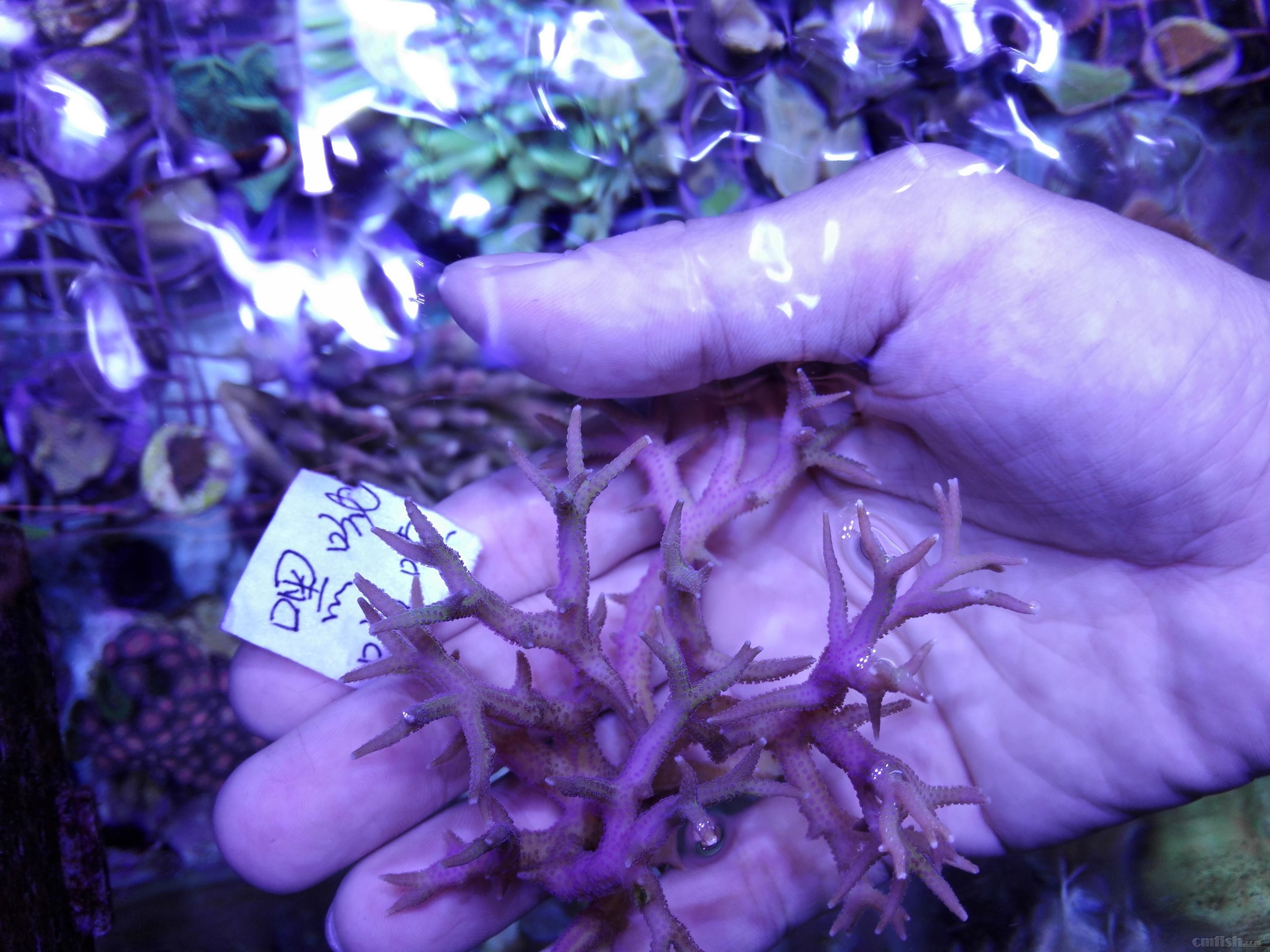 绿单包100元,红单包100元,靓色缸内人工繁殖断