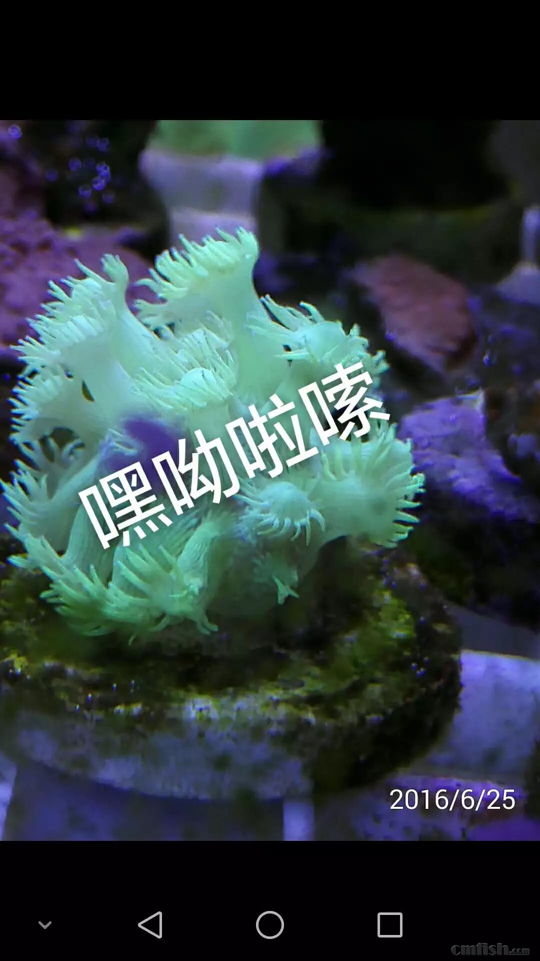 绿单包100元,红单包100元,靓色缸内人工繁殖断