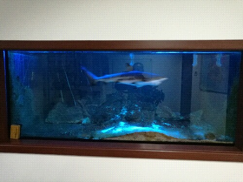 鲨鱼缸和黑鳍鲨整体转让 - 北京地区 - CMF海水