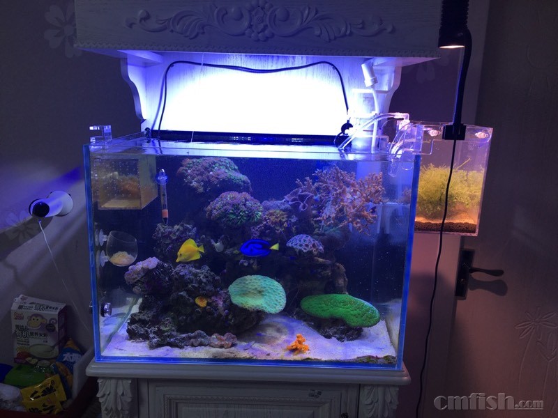 amf问题 - 初学者(Beginners) - CMF海水观赏鱼