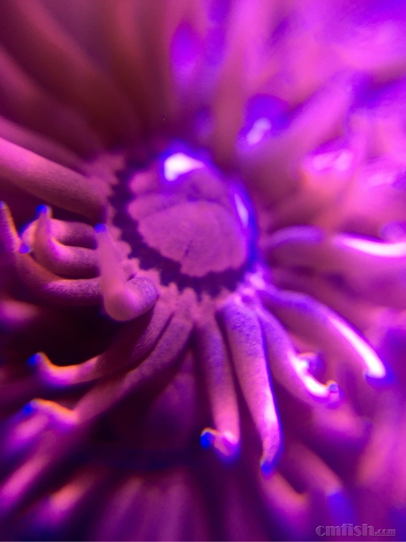 新手求问:红单苞红宝石花红圆帽怎么区分? - L