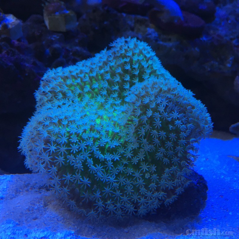 出试水日皮,大小3cm,出完封贴