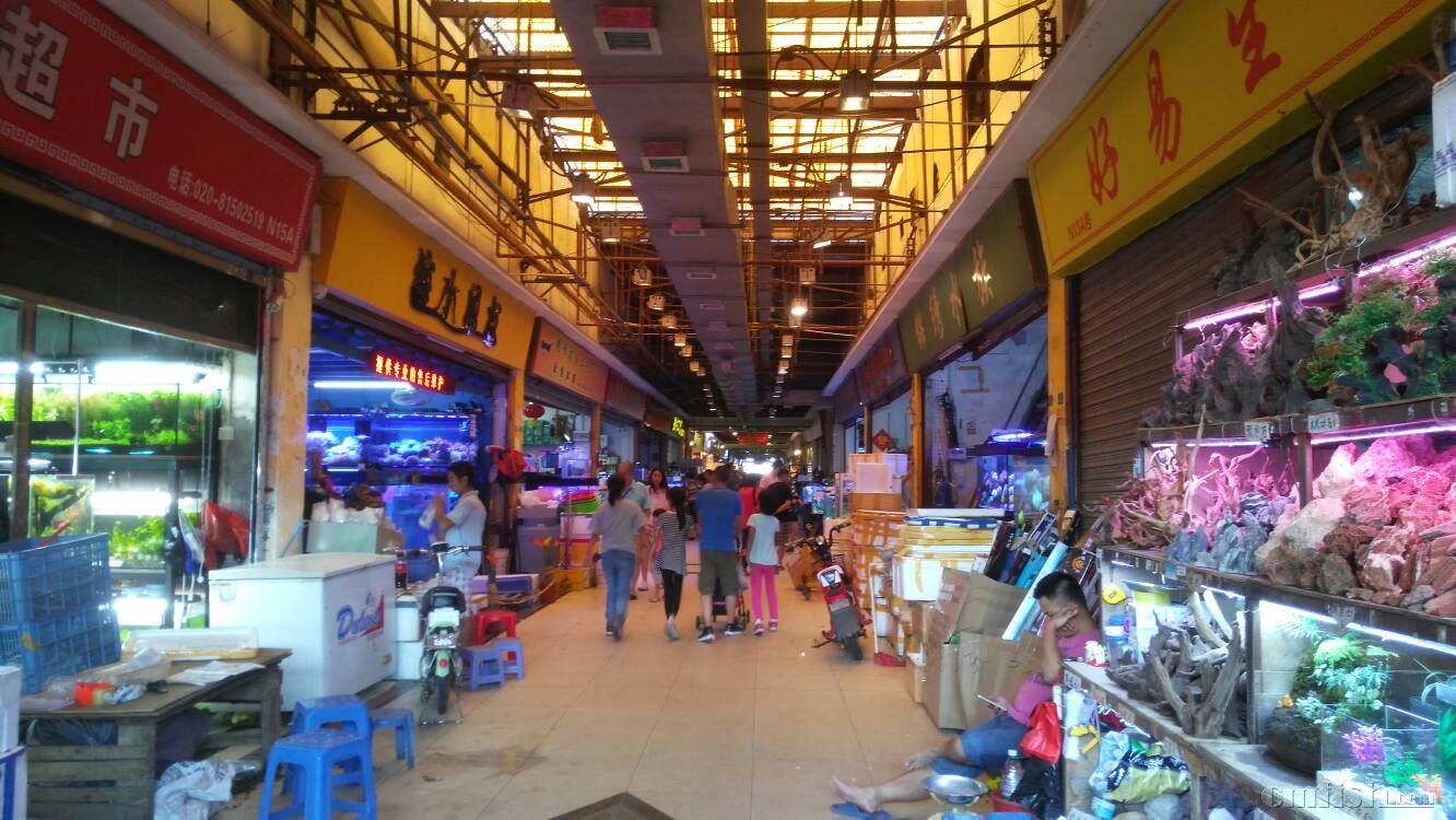今天放假没事去广州芳村花地湾鱼市逛逛， - 东北地区 - CMF海水观赏鱼论坛
