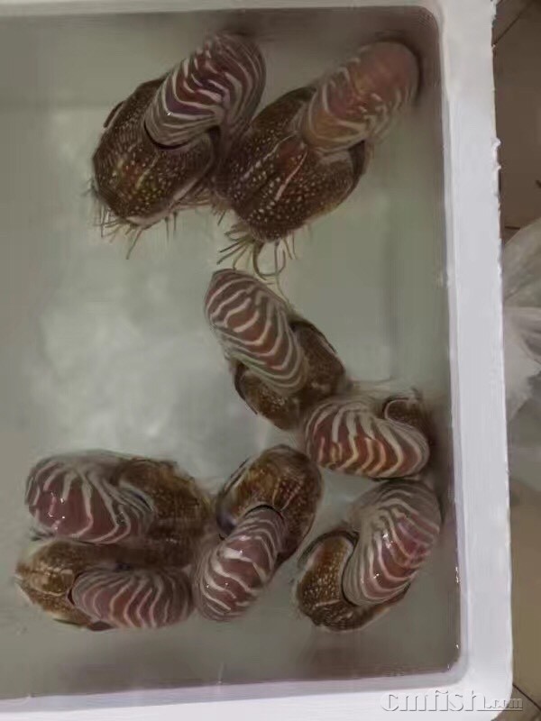 哇,大神来探讨一下,这个可以养么? - ◆初学者咨