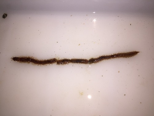 今天抓住一只大钢毛虫!胆小或饭后请勿进入! -