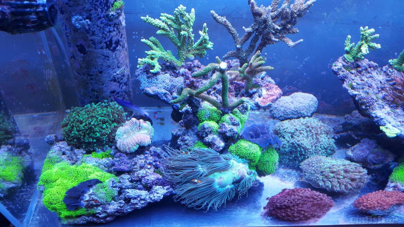 关于养蓝鬼爪和金边大手心花的一些疑问,求指