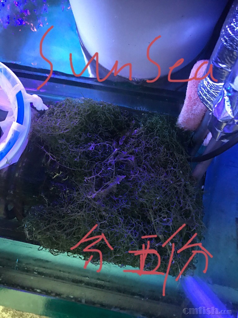 嘉兴出钢丝藻,10元1份,含包装费,顺丰倒付 - 鱼