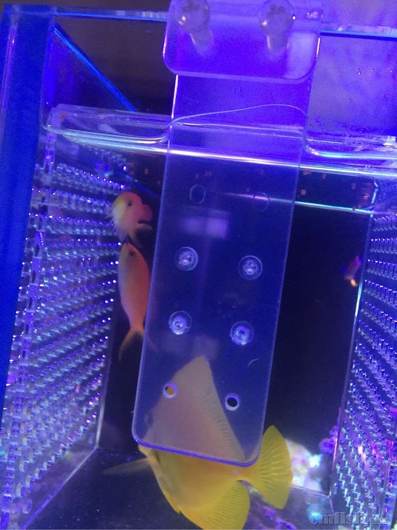 求速度出 几条闯缸鱼