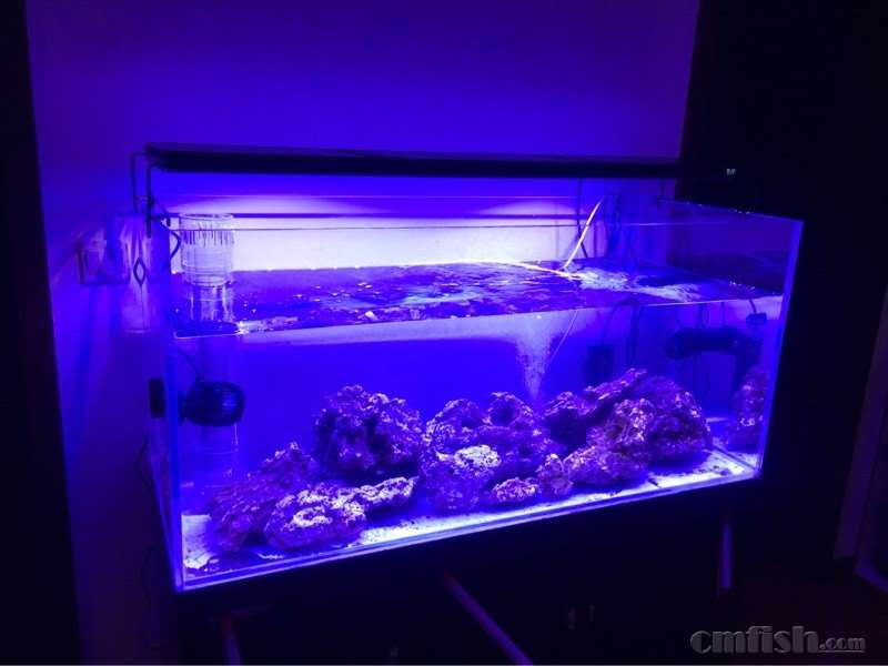 求教1.2米缸养sps使用什么蛋分合适,非土豪非