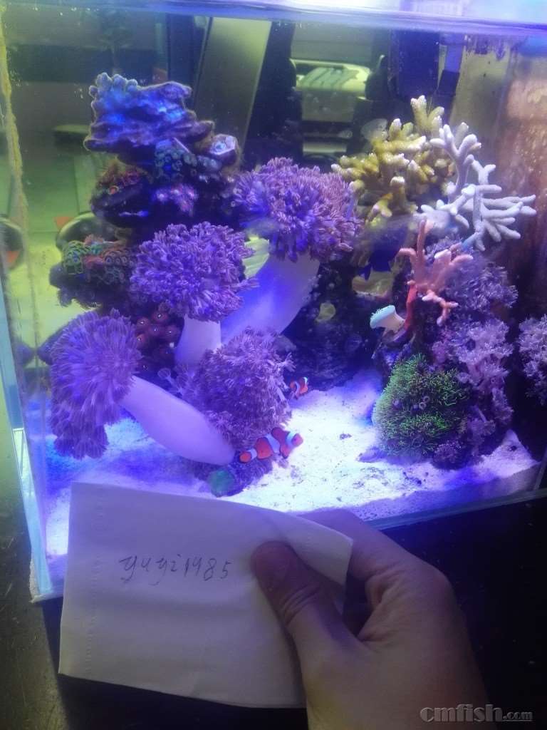 福建出 印尼闪千手 巨大!顺丰到付 - 鱼友二手物