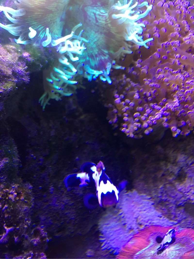 血印烂鳍了怎么办 - 疾病SOS - CMF海水观赏鱼