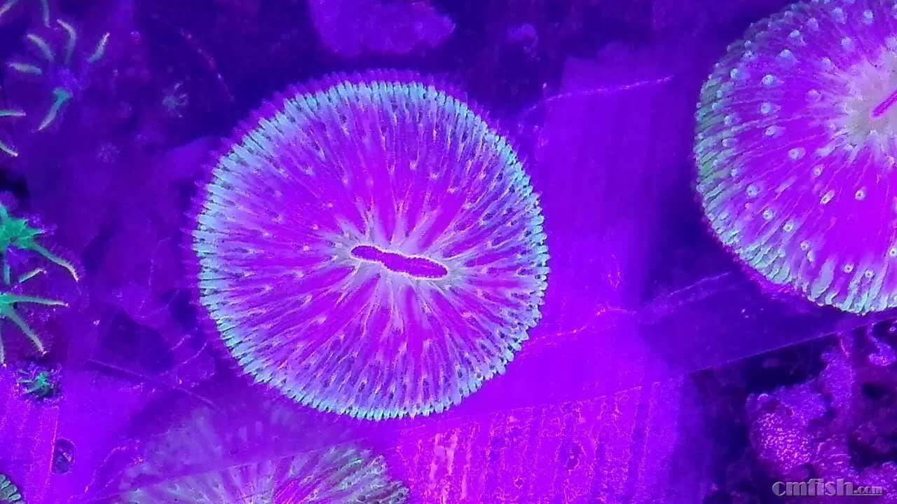 出彩色飞盘,星花,纽扣,日皮,草皮。 - 广东地区 