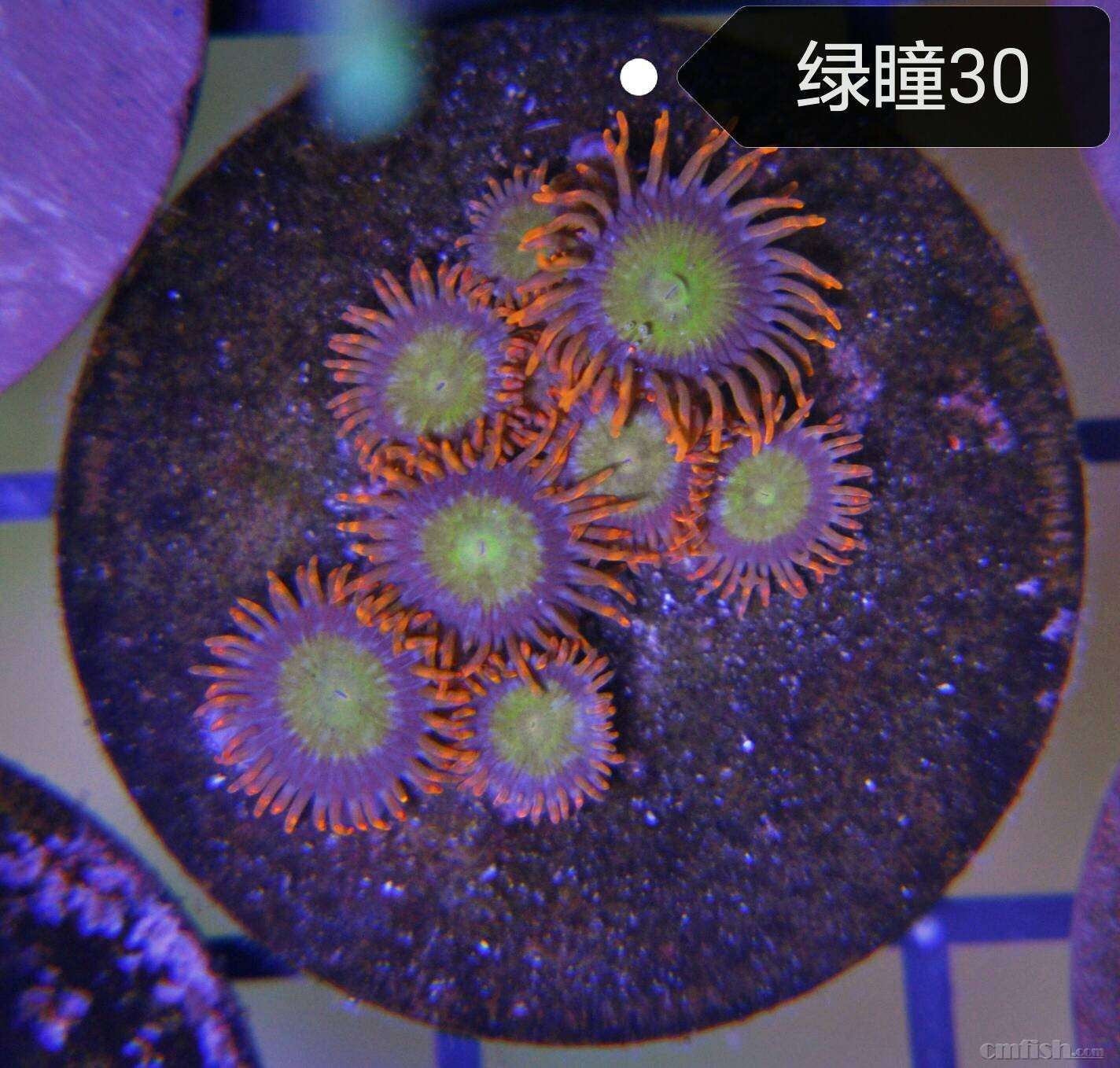 出点纽扣,可以发顺丰汽运和空运,全部包损