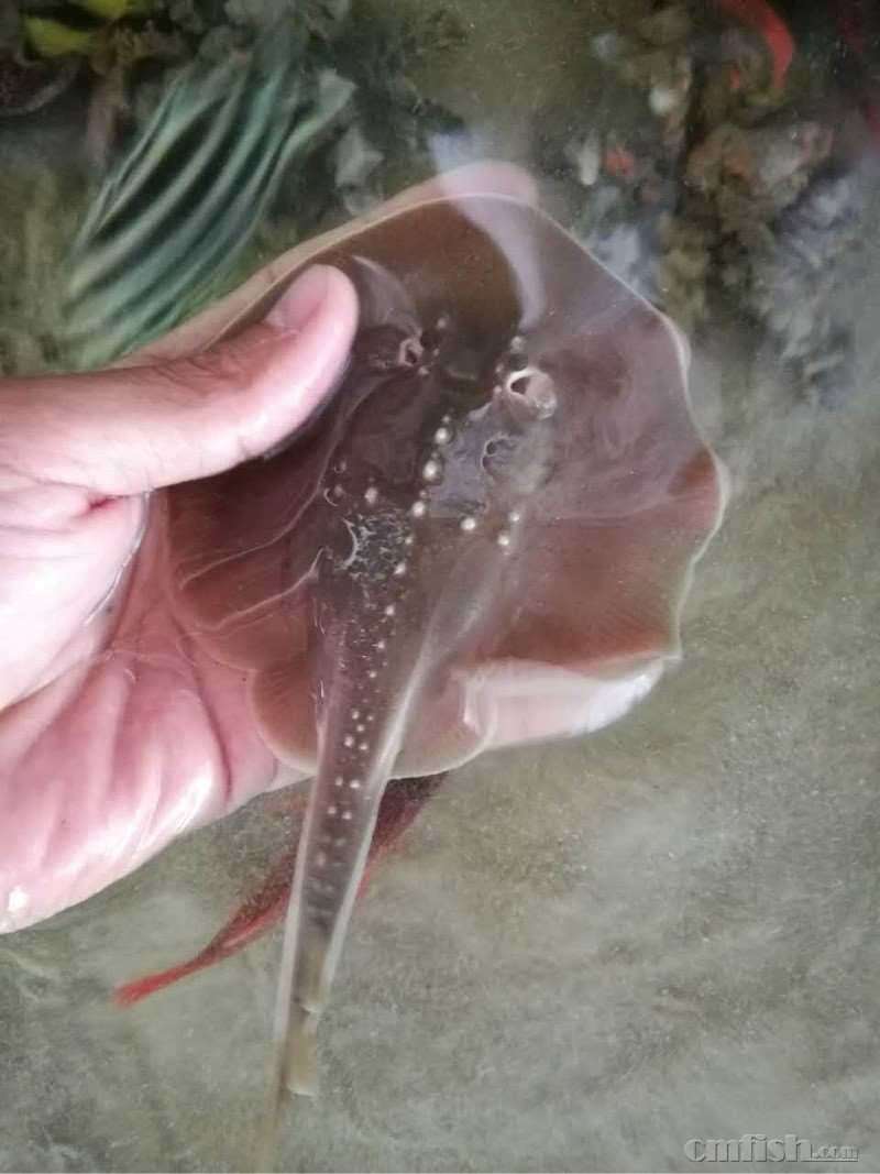 出虎鲨吸盘鲨 电瑶 团扇瑶