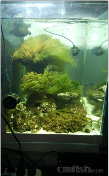 济南出爆藻刚刷出来的造景活石400元不刀 - 山